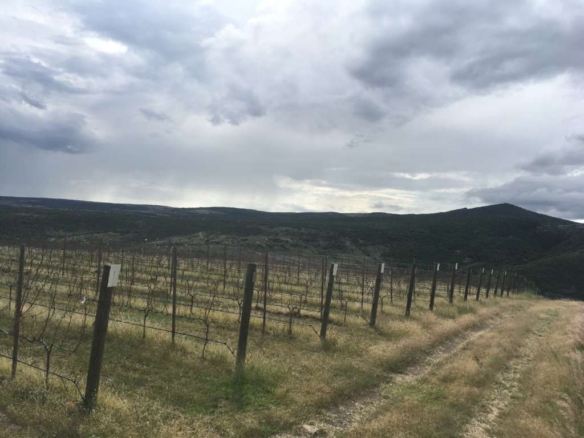 Lote Viñedo San Miguel