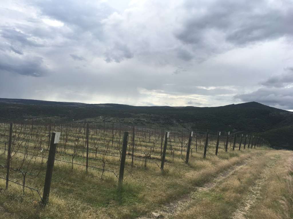 Lote Viñedo San Miguel