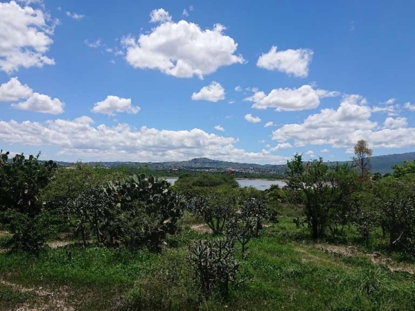 Lote Ponce